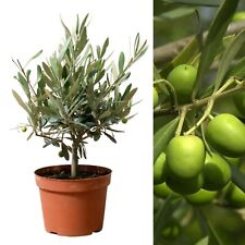 1 x Olive Tree on Stem in 14cm Pot - Olea Europa Indoor Outdoor Fruit Plant