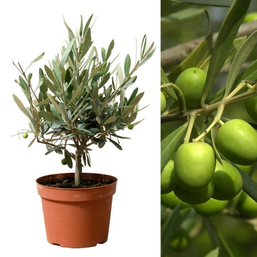 Olive tree stem in - x,