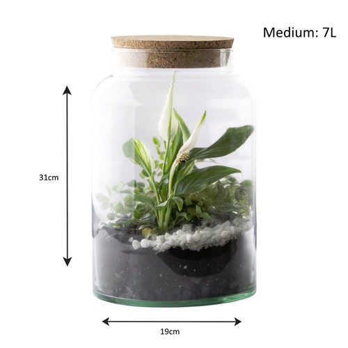 Glass plant terrarium bottle - glass,