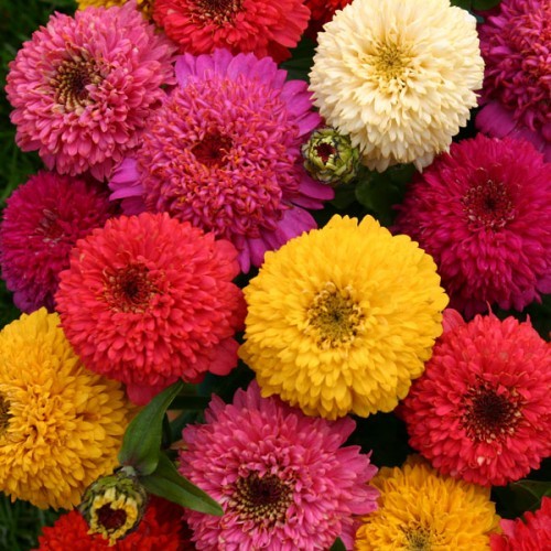 Zinnia dahlia mix - mix, ~
