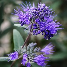 Caryopteris Dark Knight Bluebeard - XXL 3Lt Pot Flowering Deciduous Shrub