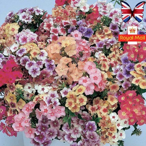 Phlox drummondii mix seeds - mix, 50