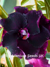 100 x Purple Adenium Obesum