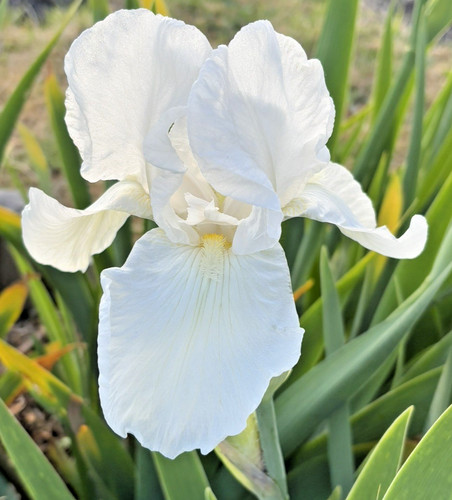 Bearded iris germanica - germanica, the