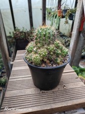 Echinopsis Kermesina Krainz