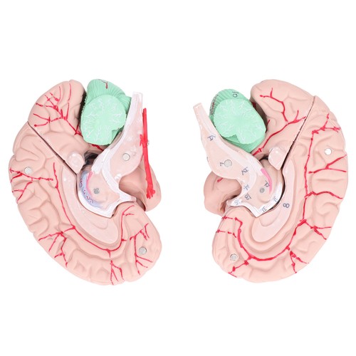 Brain mold human model - brain,