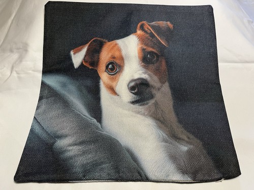 Adorable dog jack russell - jack,