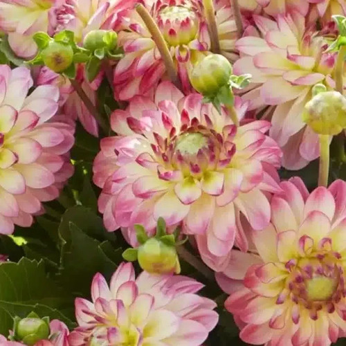 Beautiful tricolour dahlia - 01,