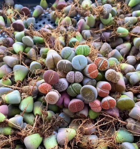 1cm mix kinds colorful - mix, of