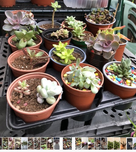 10x rooted succulent - 10x,