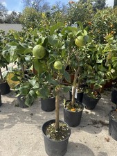Lemon citrus plant - lemon, fruit
