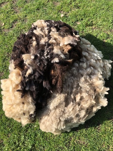 Pedigree jacob ewe whole - pedigree,