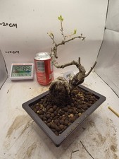 Winged Spindle Tree Bonsai