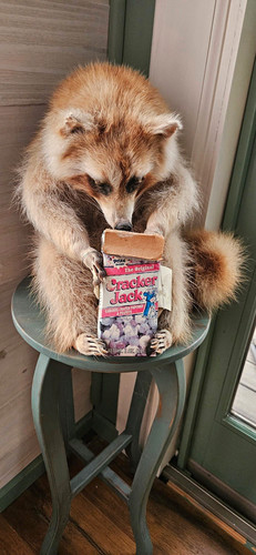 Taxidermy raccoon with - taxidermy, cracker