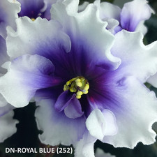 Standard African Violet