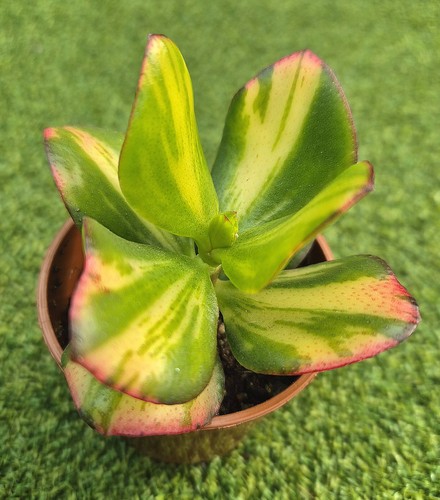 Crassula ovata solana - crassula,