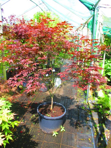 5ft inc pot 40litre large - 5.5ft,