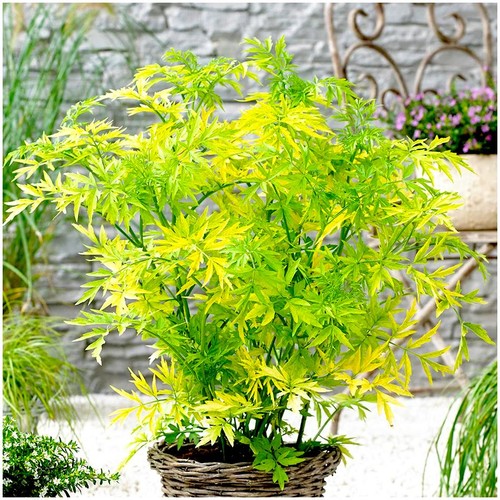 Elderberry sambucus nigra - sambucus,