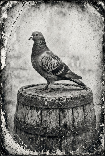Portrait racing pigeon - portrait,