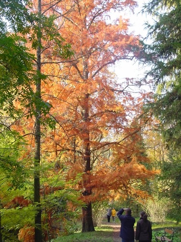 Taxodium distichum swamp - taxodium, or