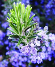 Rosemary Roman Beauty - Large XXL 3Ltr pot Compact Herb Flowering Evergreen
