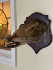 Taxidermy Fox Head