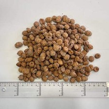Large Tiger Nuts For Fishing (20 kgs) 11-15 mm