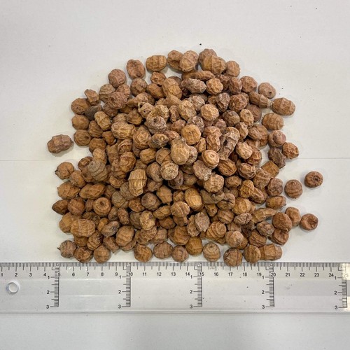 Large tiger nuts for fishing - tiger,