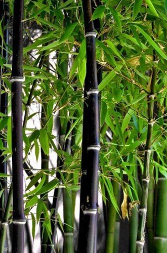Litre pot bamboo - litre,