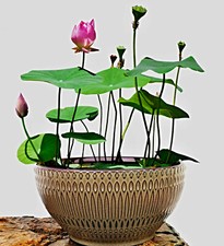 Nelumbo Nucifera Seeds, Chinese Mini Lotus Flower, Bowl Lotus, Bowl Lotus
