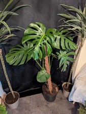 4ft Monsteria Swiss Cheese