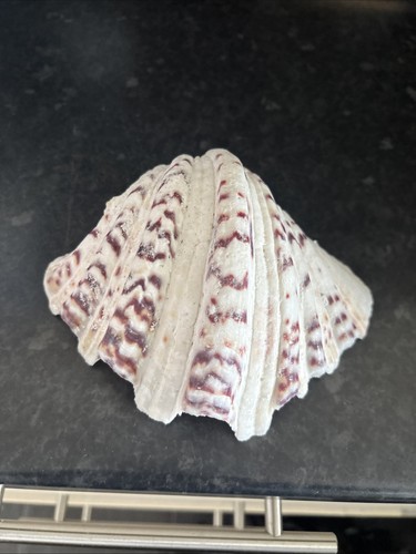 Vintage clam sea shell purple - vintage,