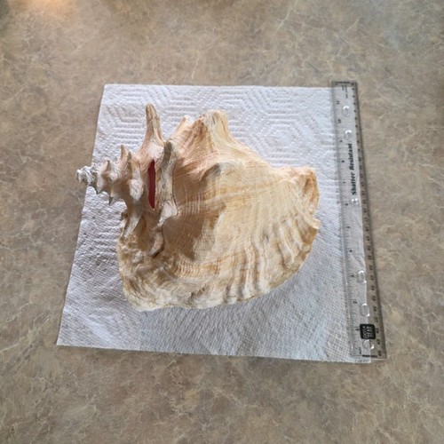 Conch seashell specimen with - conch,