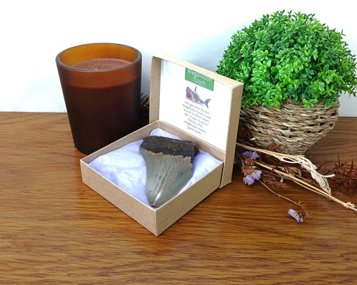 Authentic megalodon shark - authentic,