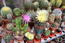 Cactus Collectors Mix – 30