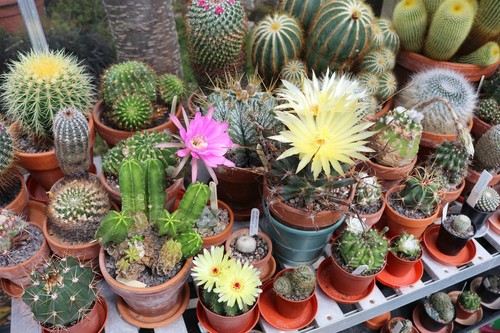 Cactus collectors mix - collectors, –