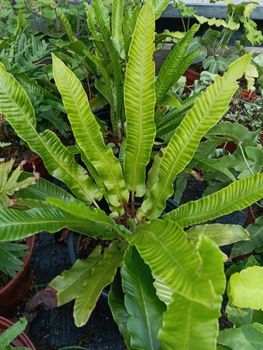 Asplenium scolopendrium