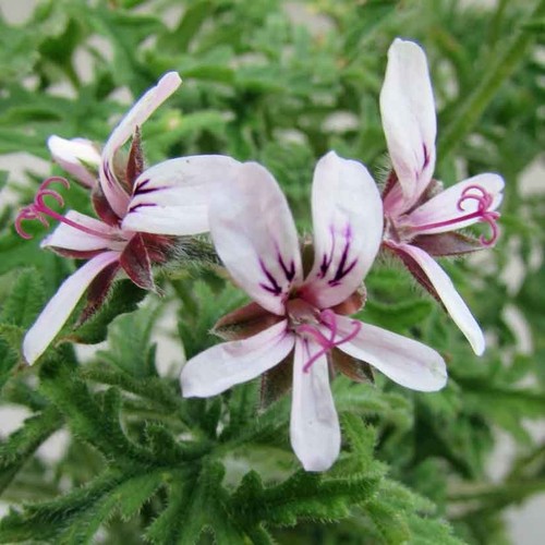 Scented leaf pelargonium plant - scented,