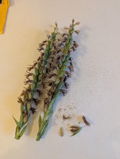 Spiranthes bightensis Seed Pods - Orchid Seeds - "Chadd's Ford"
