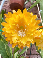 Epiphyllum 'Yellow Tang'  -