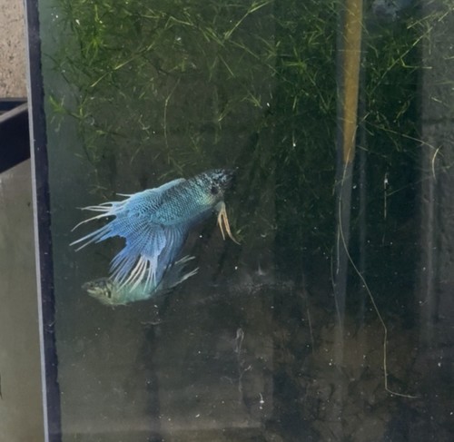Live betta paradise fish - live,