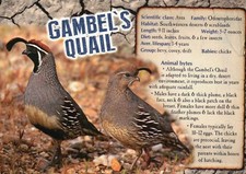 Gambel's Quail, Bird in US SW Desert etc., Info --- Animal Information Postcard