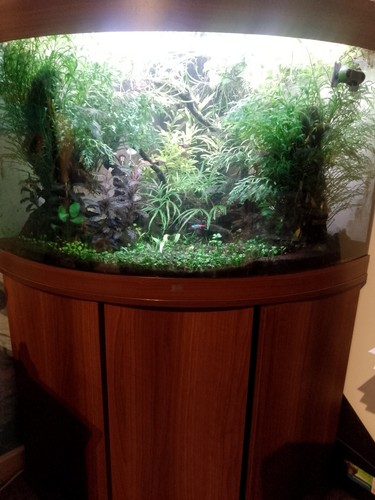 Aquarium juwel trigon - aquarium, 190ltr