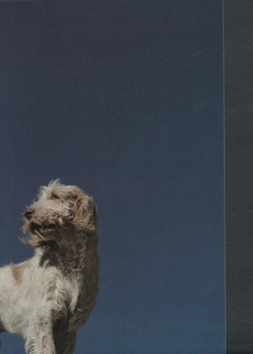 Animals postcard dogs - postcard,