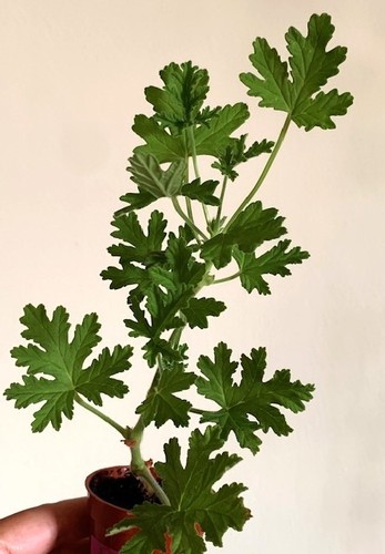 Pelargonium westerlund rose - dr,