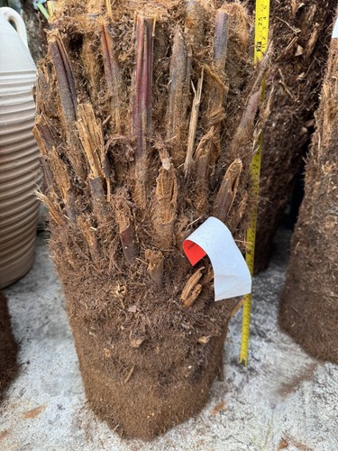 Dicksonia antarctica tree fern - antarctica,