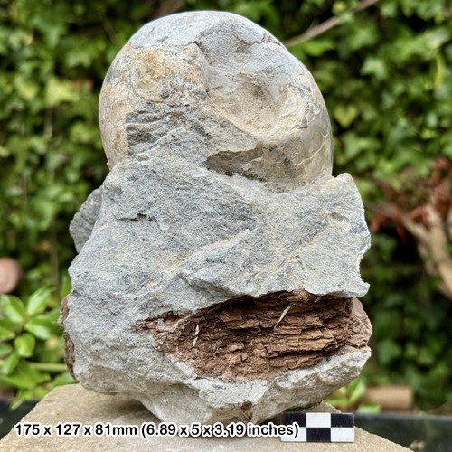 Rare fossil ammonite cadoceras - fossil,