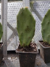 Prickly Pear Cactus, Rooted