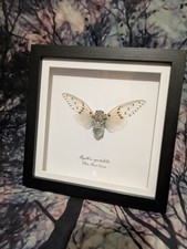 Ghost Cicada (Ayuthia spectabile) Entomology shadow box frame 18cm