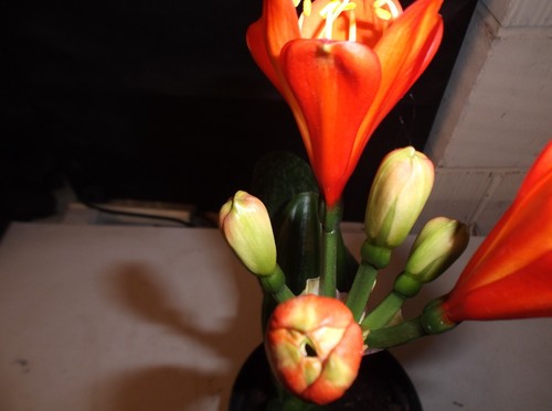 Clivia miniata wide leaf monk - clivia,